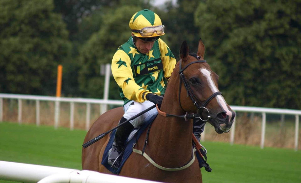 horse in paddocks