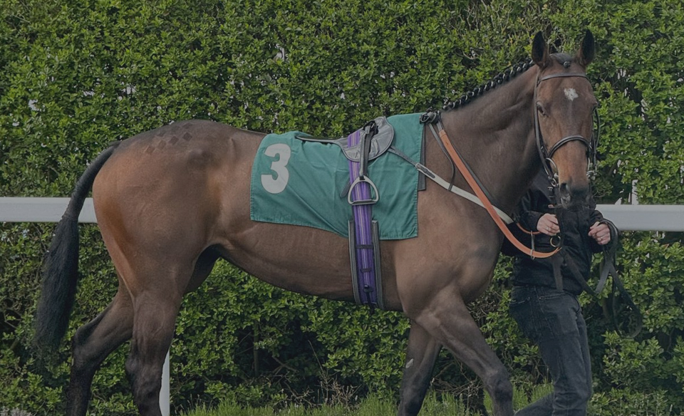 horse in paddocks