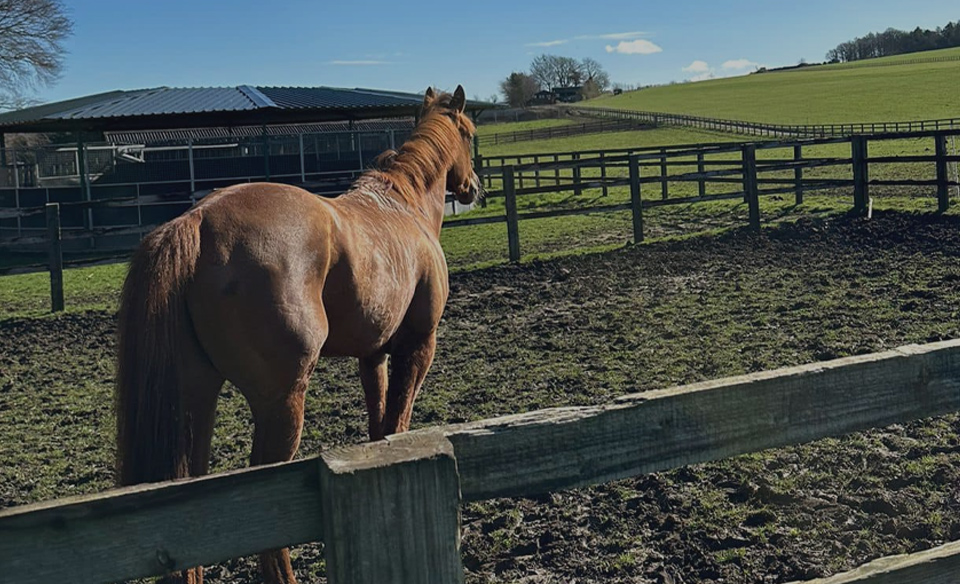 horse in paddocks