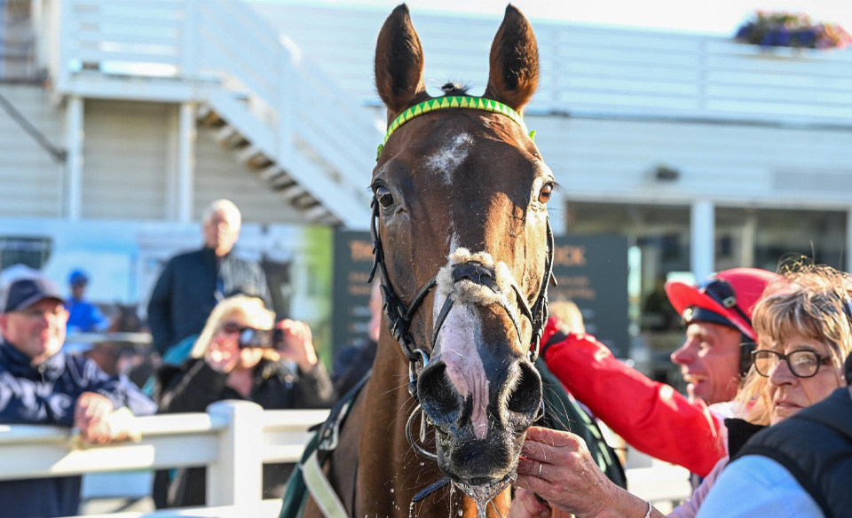 horse in paddocks